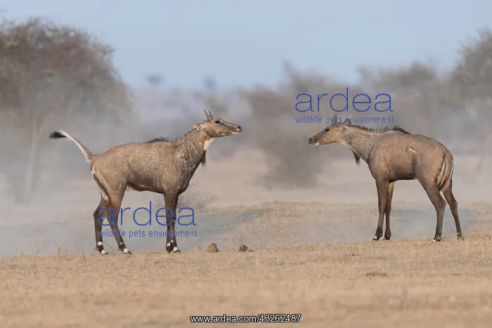  : Asie, Inde, Rajasthan, Bikaner, Antilope Nilgaut