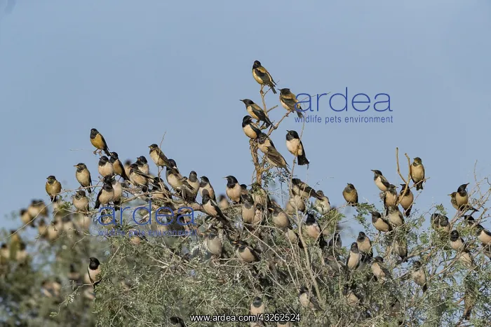 : Asie, Inde, Rajasthan, Bikaner, Etourneau roselin : Asie, Inde, Rajasthan, Bikaner, Etourneau roselin