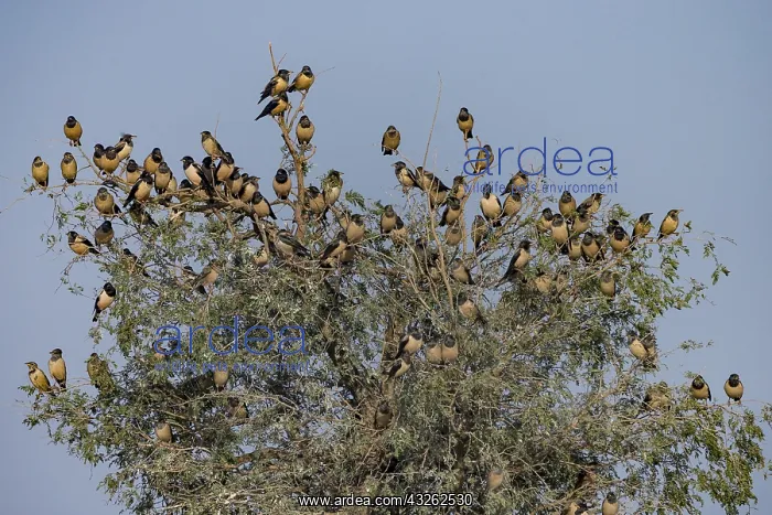 : Asie, Inde, Rajasthan, Bikaner, Etourneau roselin : Asie, Inde, Rajasthan, Bikaner, Etourneau roselin