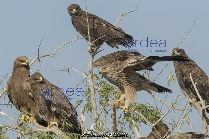 : Asie, Inde, Rajasthan, Bikaner, Groupe d'aigles : Asie, Inde, Rajasthan, Bikaner, Groupe d'aigles