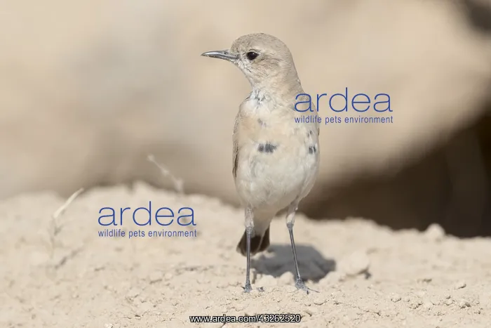 : Asie, Inde, Rajasthan, Bikaner, Traquet isabelle : Asie, Inde, Rajasthan, Bikaner, Traquet isabelle