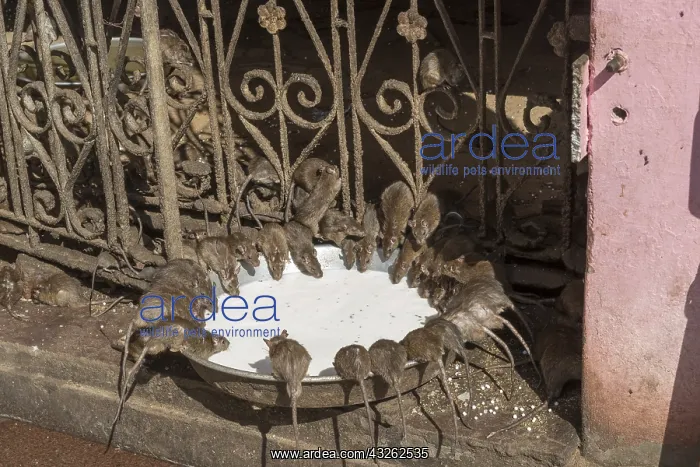 : Asie, Inde, Rajasthan, Deshnok, Rats (poetes, bardes : Asie, Inde, Rajasthan, Deshnok, Rats (poetes, bardes