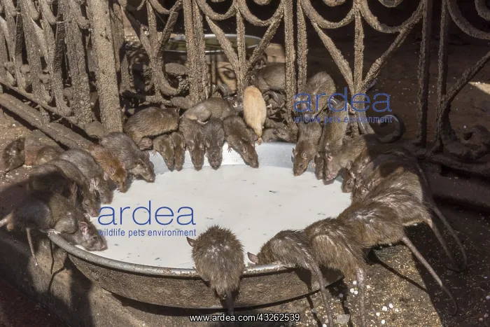 : Asie, Inde, Rajasthan, Deshnok, Rats (poetes, bardes : Asie, Inde, Rajasthan, Deshnok, Rats (poetes, bardes