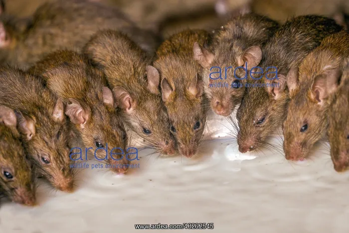 : Asie, Inde, Rajasthan, Deshnok, Rats (poetes, bardes : Asie, Inde, Rajasthan, Deshnok, Rats (poetes, bardes