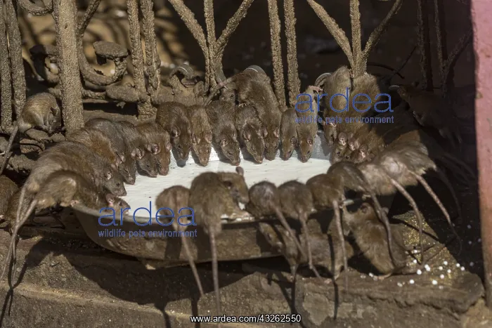 : Asie, Inde, Rajasthan, Deshnok, Rats (poetes, bardes : Asie, Inde, Rajasthan, Deshnok, Rats (poetes, bardes