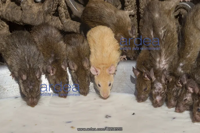 : Asie, Inde, Rajasthan, Deshnok, Rats (poetes, bardes : Asie, Inde, Rajasthan, Deshnok, Rats (poetes, bardes