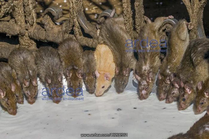 : Asie, Inde, Rajasthan, Deshnok, Rats (poetes, bardes : Asie, Inde, Rajasthan, Deshnok, Rats (poetes, bardes