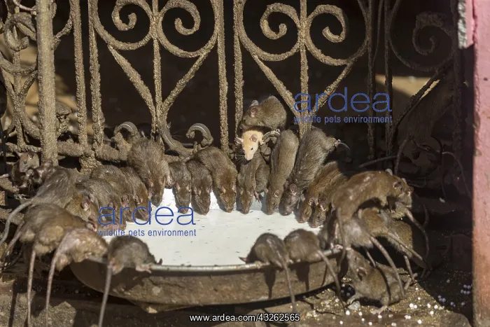 : Asie, Inde, Rajasthan, Deshnok, Rats (poetes, bardes : Asie, Inde, Rajasthan, Deshnok, Rats (poetes, bardes