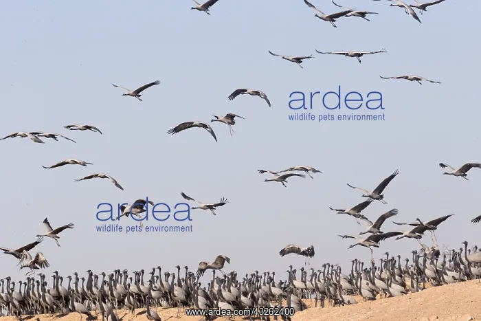 : Asie, Inde, Rajasthan, du Thar, Kichan : Asie, Inde, Rajasthan, du Thar, Kichan