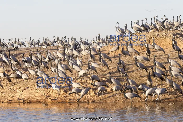 : Asie, Inde, Rajasthan, du Thar, Kichan : Asie, Inde, Rajasthan, du Thar, Kichan
