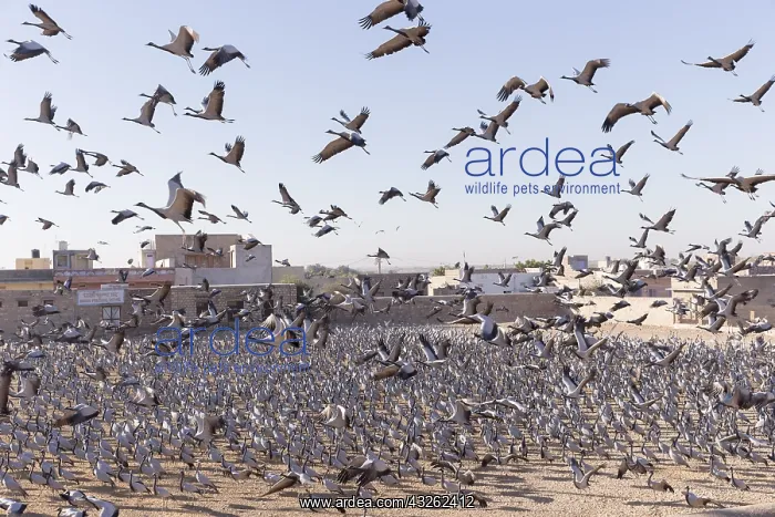 : Asie, Inde, Rajasthan, du Thar, Kichan : Asie, Inde, Rajasthan, du Thar, Kichan