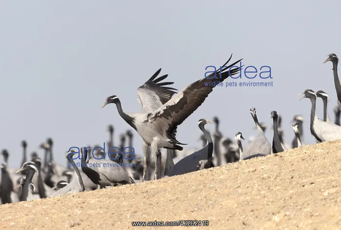 : Asie, Inde, Rajasthan, du Thar, Kichan : Asie, Inde, Rajasthan, du Thar, Kichan