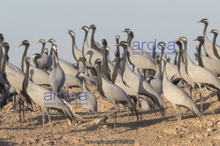 : Asie, Inde, Rajasthan, du Thar, Kichan : Asie, Inde, Rajasthan, du Thar, Kichan