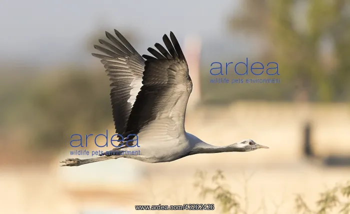 : Asie, Inde, Rajasthan, du Thar, Kichan : Asie, Inde, Rajasthan, du Thar, Kichan