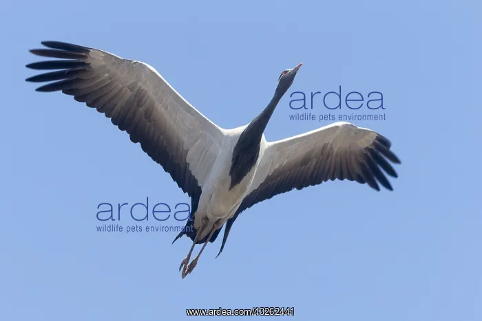 : Asie, Inde, Rajasthan, du Thar, Kichan : Asie, Inde, Rajasthan, du Thar, Kichan