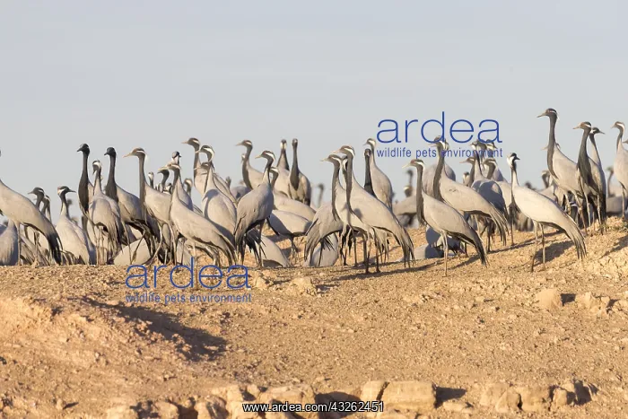: Asie, Inde, Rajasthan, du Thar, Kichan : Asie, Inde, Rajasthan, du Thar, Kichan