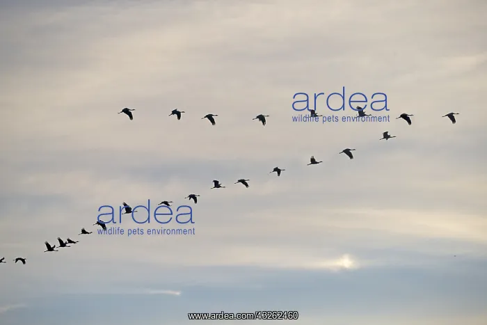 : Asie, Inde, Rajasthan, du Thar, Kichan : Asie, Inde, Rajasthan, du Thar, Kichan