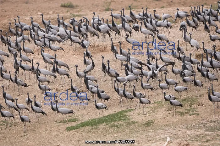 : Asie, Inde, Rajasthan, du Thar, Kichan : Asie, Inde, Rajasthan, du Thar, Kichan