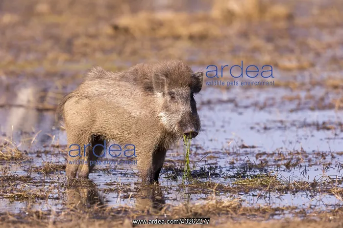 : Asie, Inde, Rajasthan, Parc national de Rathambore : Asie, Inde, Rajasthan, Parc national de Rathambore