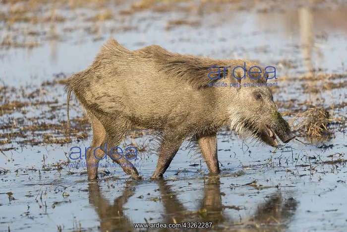 : Asie, Inde, Rajasthan, Parc national de Rathambore : Asie, Inde, Rajasthan, Parc national de Rathambore