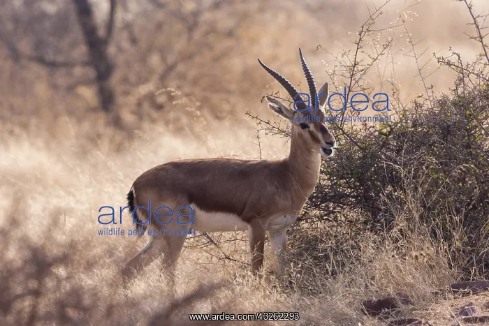 : Asie, Inde, Rajasthan, Parc national de Rathambore : Asie, Inde, Rajasthan, Parc national de Rathambore