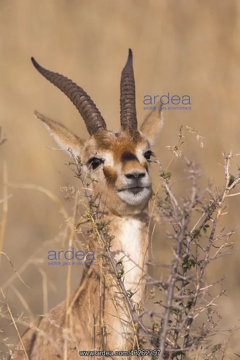  : Asie, Inde, Rajasthan, Parc national de Rathambore