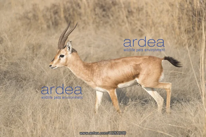 : Asie, Inde, Rajasthan, Parc national de Rathambore : Asie, Inde, Rajasthan, Parc national de Rathambore