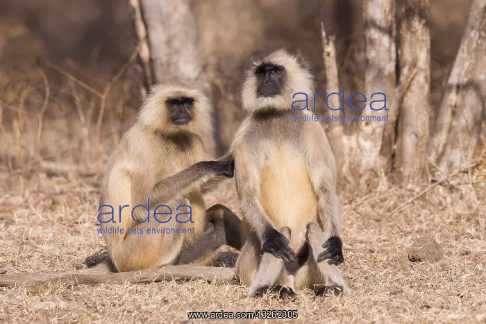 : Asie, Inde, Rajasthan, Parc national de Rathambore : Asie, Inde, Rajasthan, Parc national de Rathambore