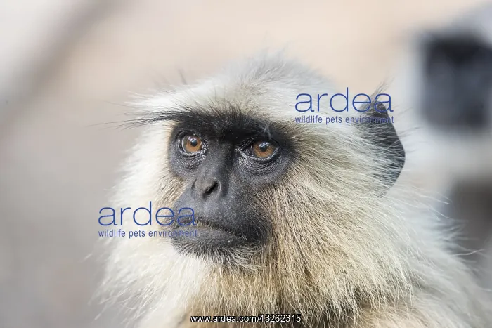 : Asie, Inde, Rajasthan, Parc national de Rathambore : Asie, Inde, Rajasthan, Parc national de Rathambore