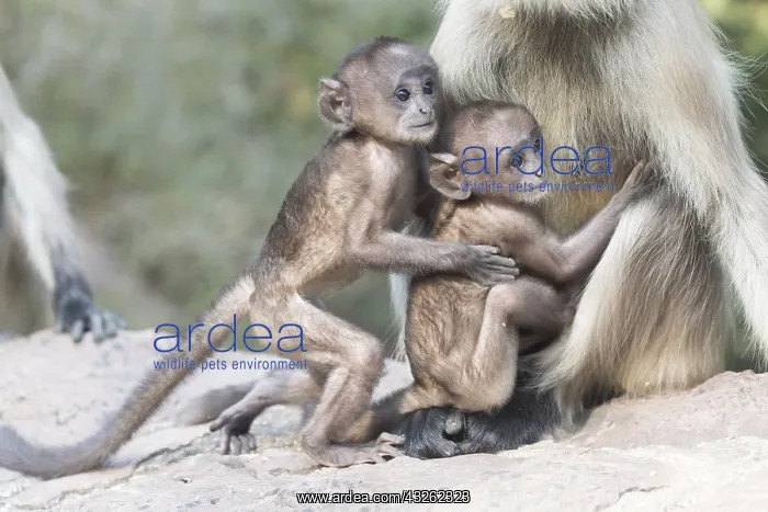 : Asie, Inde, Rajasthan, Parc national de Rathambore : Asie, Inde, Rajasthan, Parc national de Rathambore