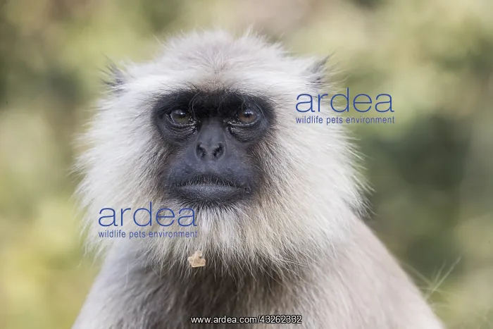 : Asie, Inde, Rajasthan, Parc national de Rathambore : Asie, Inde, Rajasthan, Parc national de Rathambore