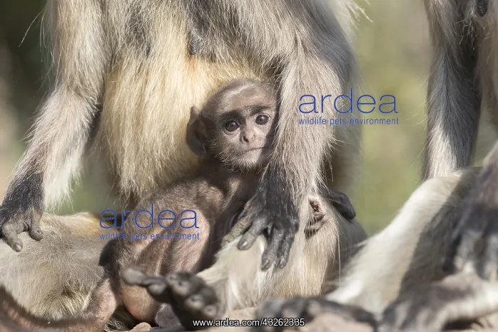: Asie, Inde, Rajasthan, Parc national de Rathambore : Asie, Inde, Rajasthan, Parc national de Rathambore