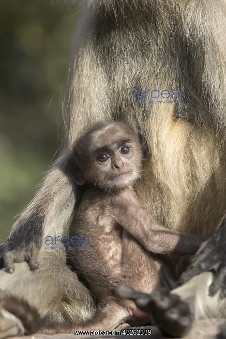 : Asie, Inde, Rajasthan, Parc national de Rathambore : Asie, Inde, Rajasthan, Parc national de Rathambore