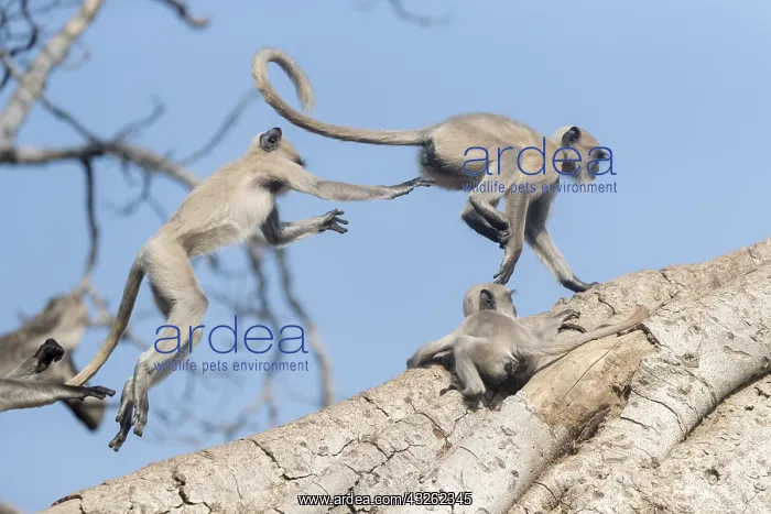 : Asie, Inde, Rajasthan, Parc national de Rathambore : Asie, Inde, Rajasthan, Parc national de Rathambore