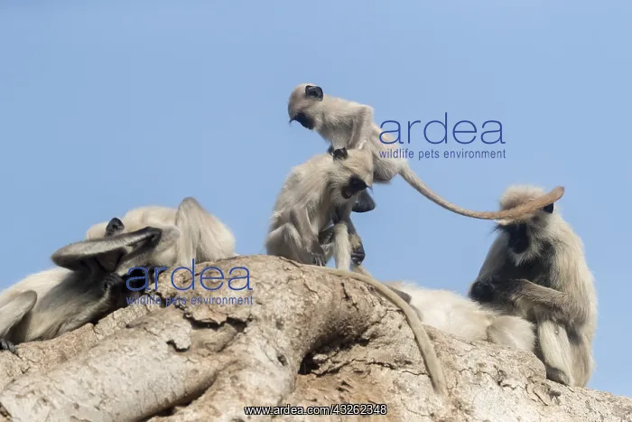 : Asie, Inde, Rajasthan, Parc national de Rathambore : Asie, Inde, Rajasthan, Parc national de Rathambore