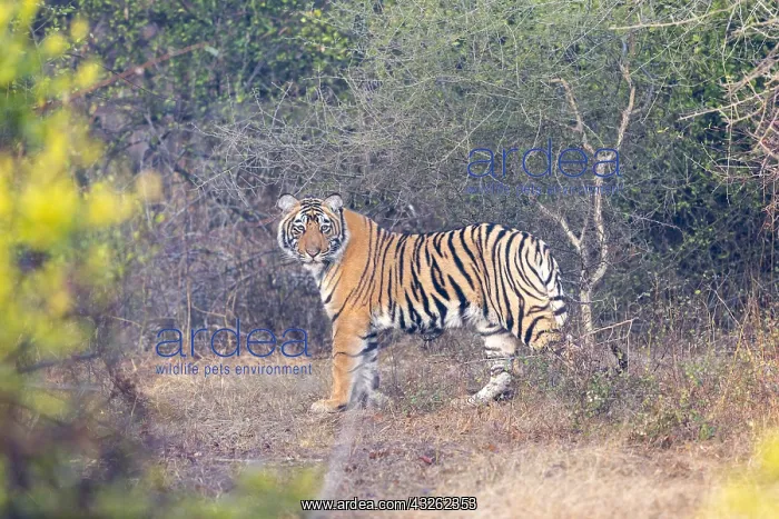 : Asie, Inde, Rajasthan, Parc national de Rathambore : Asie, Inde, Rajasthan, Parc national de Rathambore