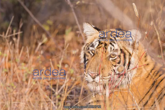 : Asie, Inde, Rajasthan, Parc national de Rathambore : Asie, Inde, Rajasthan, Parc national de Rathambore