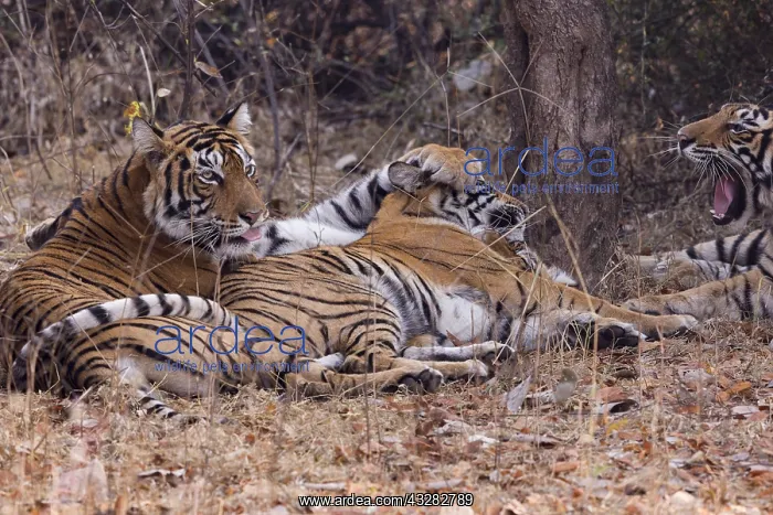 : Asie, Inde, Rajasthan, Parc national de Rathambore : Asie, Inde, Rajasthan, Parc national de Rathambore