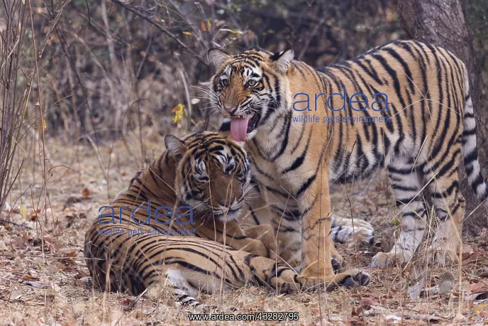 : Asie, Inde, Rajasthan, Parc national de Rathambore : Asie, Inde, Rajasthan, Parc national de Rathambore