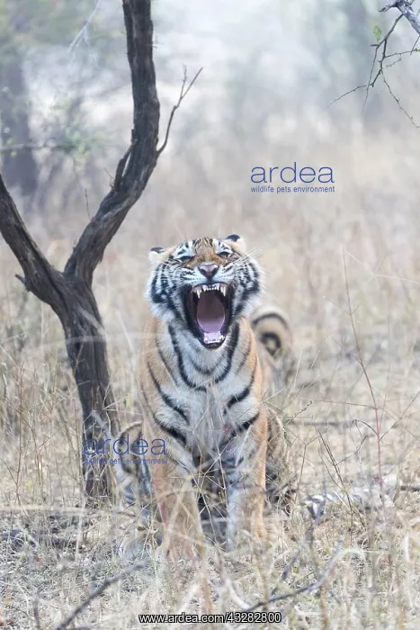 : Asie, Inde, Rajasthan, Parc national de Rathambore : Asie, Inde, Rajasthan, Parc national de Rathambore