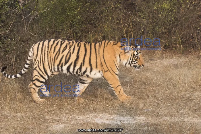 : Asie, Inde, Rajasthan, Parc national de Rathambore : Asie, Inde, Rajasthan, Parc national de Rathambore