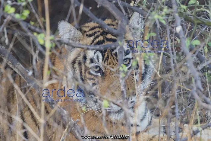 : Asie, Inde, Rajasthan, Parc national de Rathambore : Asie, Inde, Rajasthan, Parc national de Rathambore