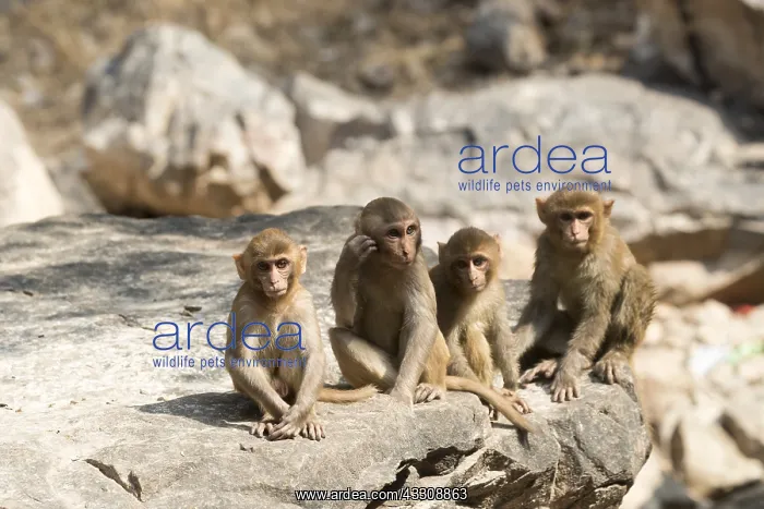 : Asie, Inde, Rajasthan, Parc national de Rathambore, Macaque : Asie, Inde, Rajasthan, Parc national de Rathambore, Macaque