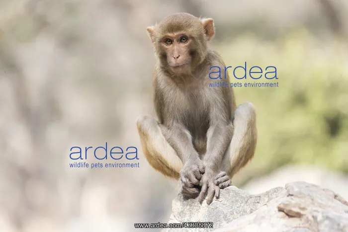 : Asie, Inde, Rajasthan, Parc national de Rathambore, Macaque : Asie, Inde, Rajasthan, Parc national de Rathambore, Macaque
