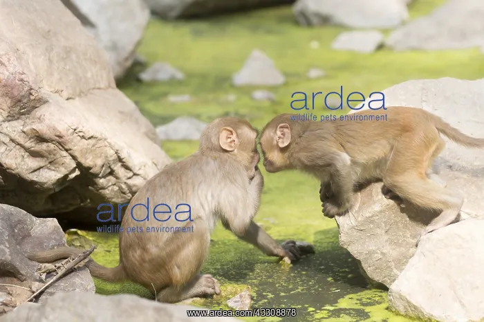 : Asie, Inde, Rajasthan, Parc national de Rathambore, Macaque : Asie, Inde, Rajasthan, Parc national de Rathambore, Macaque