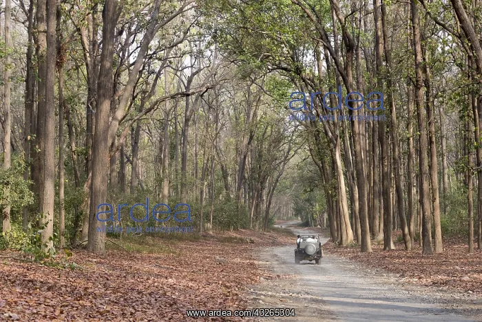 : Asie, Inde, Uttarakhand, Parc national Jim Corbett : Asie, Inde, Uttarakhand, Parc national Jim Corbett