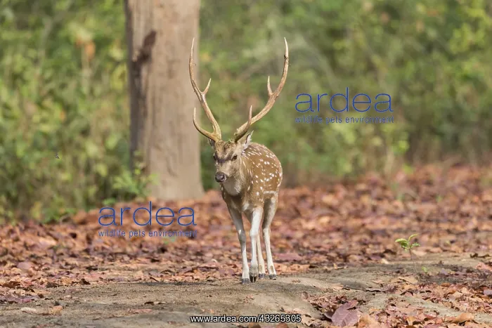 : Asie, Inde, Uttarakhand, Parc national Jim Corbett : Asie, Inde, Uttarakhand, Parc national Jim Corbett