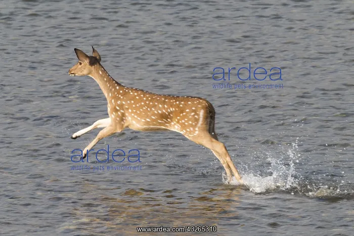 : Asie, Inde, Uttarakhand, Parc national Jim Corbett : Asie, Inde, Uttarakhand, Parc national Jim Corbett