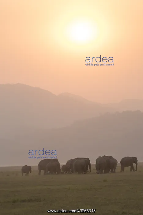: Asie, Inde, Uttarakhand, Parc national Jim Corbett : Asie, Inde, Uttarakhand, Parc national Jim Corbett