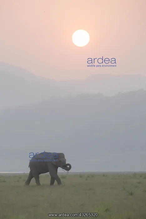 : Asie, Inde, Uttarakhand, Parc national Jim Corbett : Asie, Inde, Uttarakhand, Parc national Jim Corbett